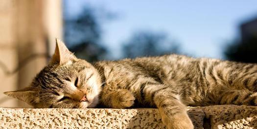 家猫一天都在忙些啥？对什么事最上心？