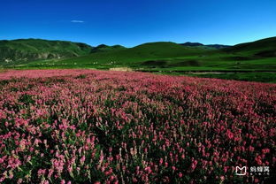 伊犁 我来了｜一次出发，十年扎根的温柔旅程