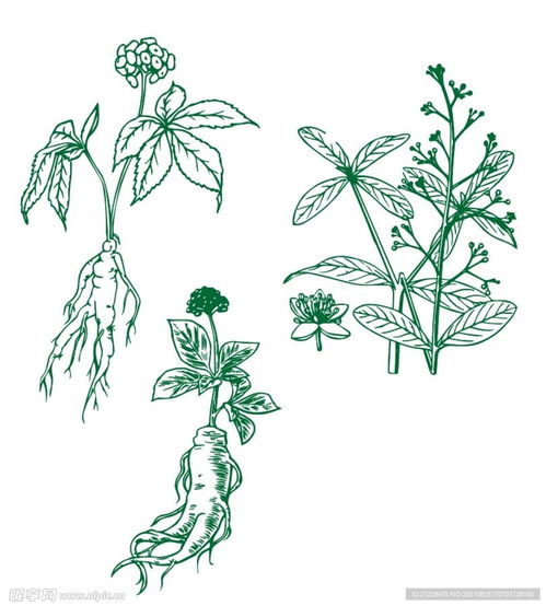 手绘的植物图鉴