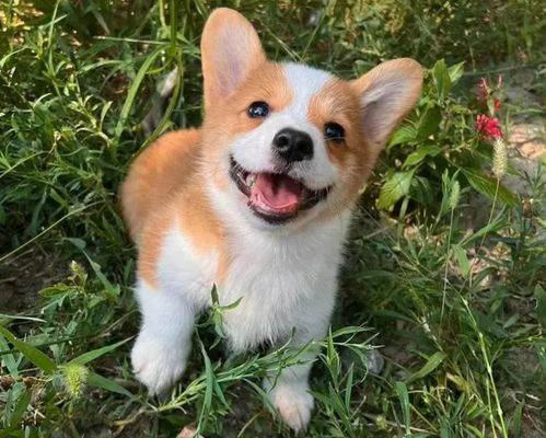 福仔警犬收到红花奖励