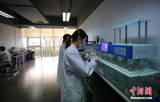 海归科研人员在实验室工作