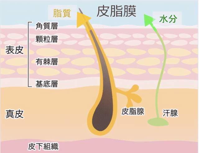 崩溃！天天洗头还是油，生化博士曝光真相，90%人踩坑洗废了毛囊