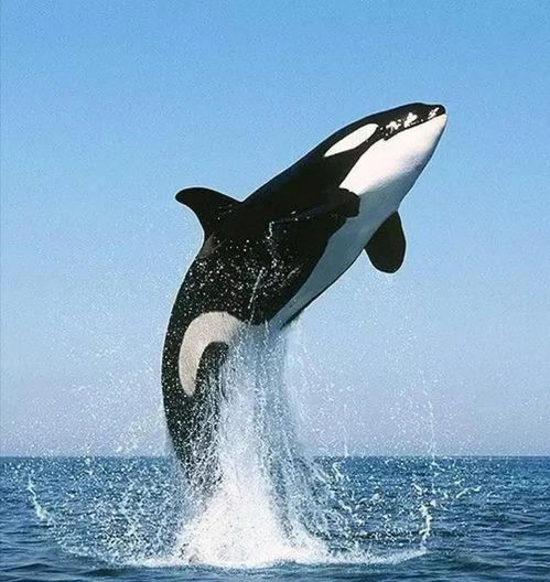 猎豹戴帽系领带摆拍图片