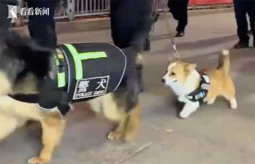 上班时间抢小朋友烤肠，警犬福仔被通报后网友笑疯了