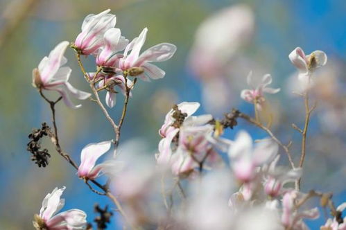 春日阳光洒落<h3 style=