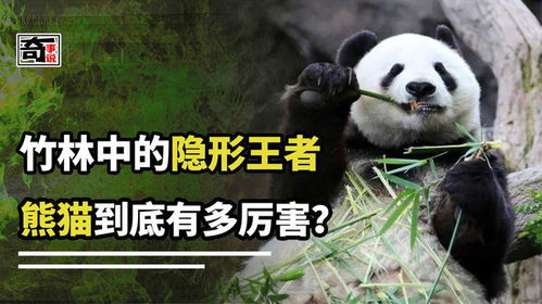 五一畅游熊猫谷，探秘国宝的故乡——我的亲身打卡体验