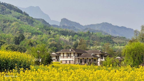 我在湖边用手机拍摄美景的场景