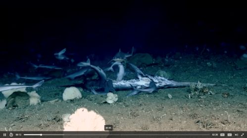 一条大鱼挣脱渔网游向深海