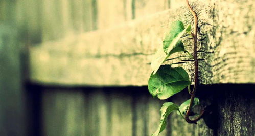 活在当下还是活在未来？一个普通人的自我成长工具篇