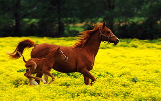 年仅五岁、身价过亿的三冠王日本赛马自由岛因摔伤被安乐死，为何如此残酷？