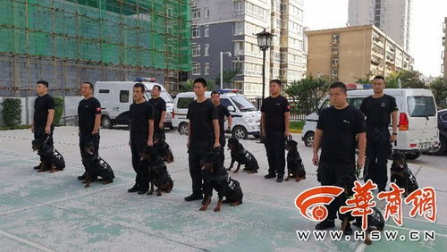 福仔警犬认真执行巡逻任务