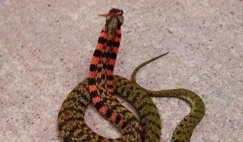 今年首个蛇年蛇月蛇日蛇时来了！我亲历这一传统奇观的奇妙时刻