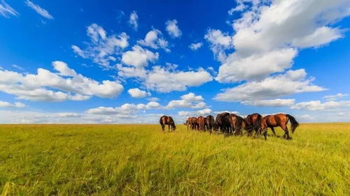内蒙古呼伦贝尔大草原蓝天白云下牛羊成群牧民骑马奔驰