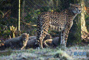 猎豹在动物园中漫步