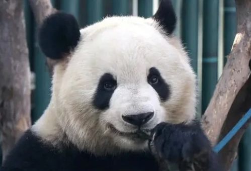 萌兰参加大阪世博会是假消息？我亲自查证后的真相全在这里！