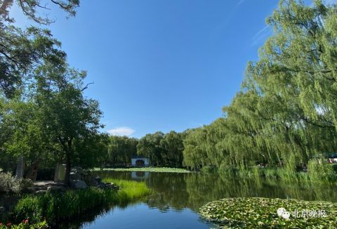 锦鲤水中游弋场景