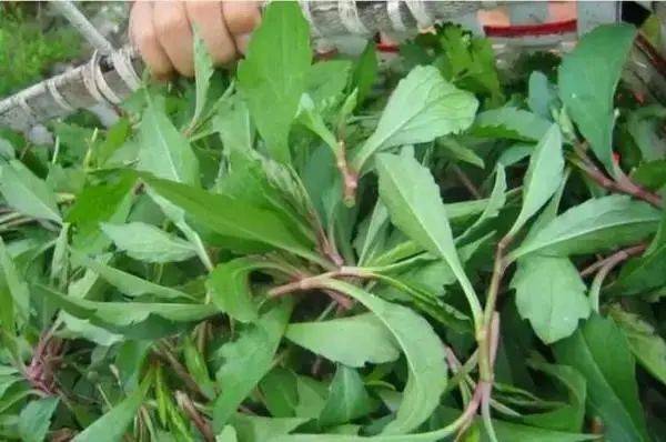 那年那月野菜香，一口咬住整个春天