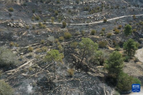 耶路撒冷突发山火，以色列请求多国支援，这场灾难到底有多严重？