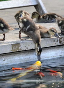 蒙古马低头饮水