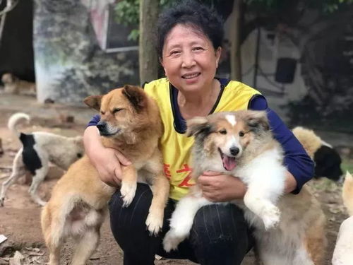 泪目！狗狗贝尔卡守在事故车旁，等主人回来