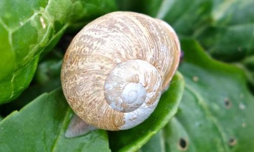 网友发布视频显示，蜗牛壳上有个蜂巢，这是怎么做到的？蜜蜂真的会在蜗牛壳上筑巢吗？