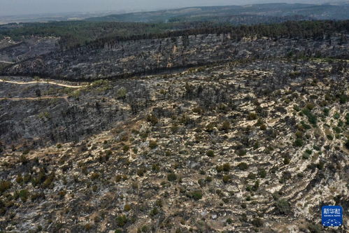 耶路撒冷森林保护区山火后