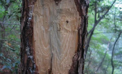 树皮和观音土不提供能量，人们当初怎么靠这些东西过饥荒的？