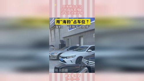男子报警称海狮占车位引热议，真相竟出乎意料？