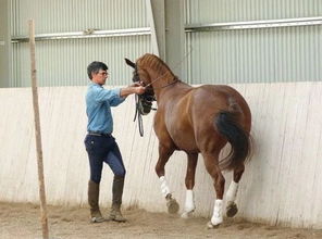 白鹿一拖三“拯救”3位落水男士？这起事件背后，真相令人动容！