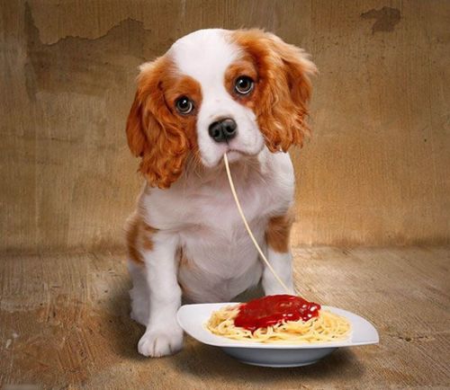 贝尔卡坚定地守望远方