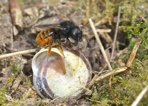 蜜蜂在蜗牛壳上筑巢