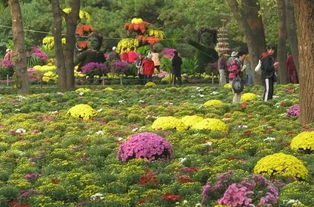 山间盛开的野菊花