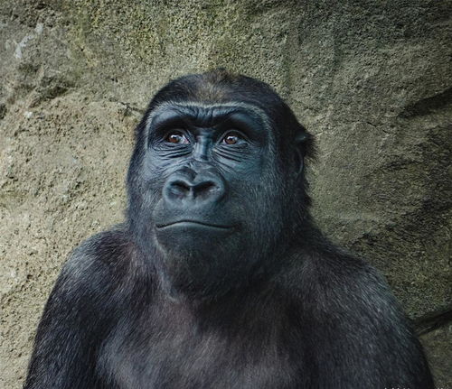 猩猩在园区内表现出攻击性姿态