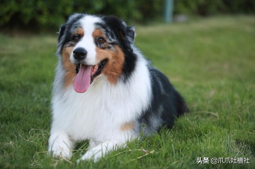 赵朔发了悟空生前的视频，抖音热搜背后的真实故事令人泪目