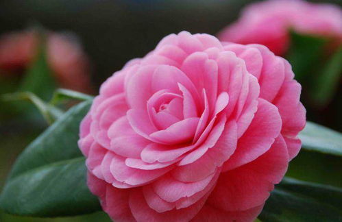 男子200元卖2盆茶花被索赔5万，植物品种权侵权引热议