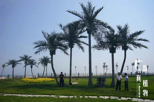 广场上的仿真椰子树拆除现场