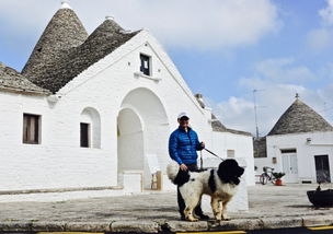年轻人牵着多只狗在公园行走