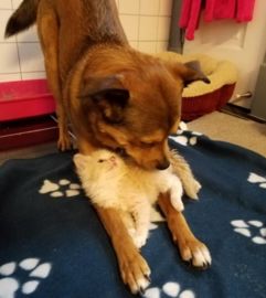 店内温暖笼中五只小猫安静入睡