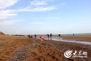 山东日照海滩惊现漫滩蛤蜊奇观，游客蜂拥而至却被劝阻？背后真相令人深思！
