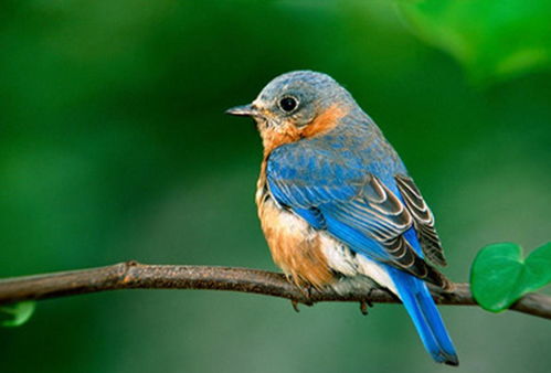 知更鸟演唱现场特写<br><h3 id=