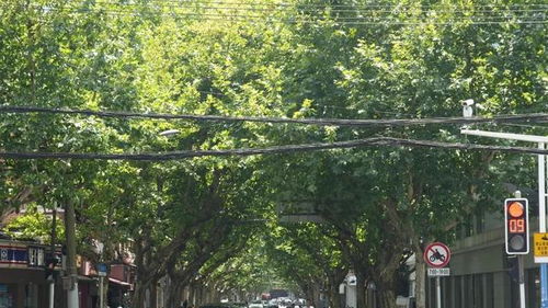 为什么山西人这么爱午休？揭秘背后的科学与文化密码