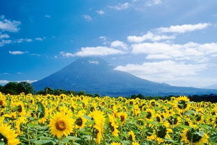 漫步浅夏，聆听风与花的私语