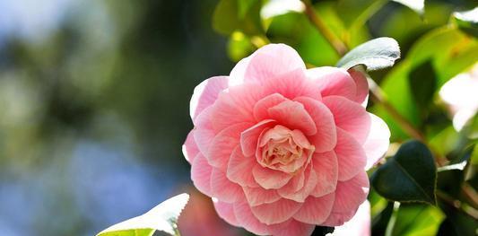 社交媒体上关于茶花侵权事件的评论截图