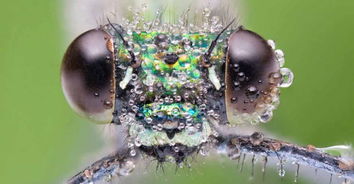 清晨阳光下的露珠