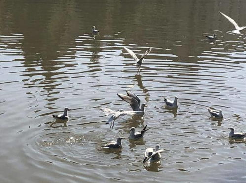 卤鹅哥街头投喂市民