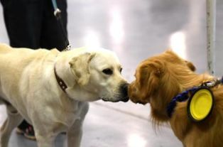 宠物市场中各种新兴职业介绍展板