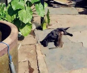 母亲在院子里晒玉米