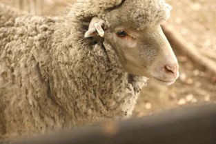 澳大利亚牧场上的羊群