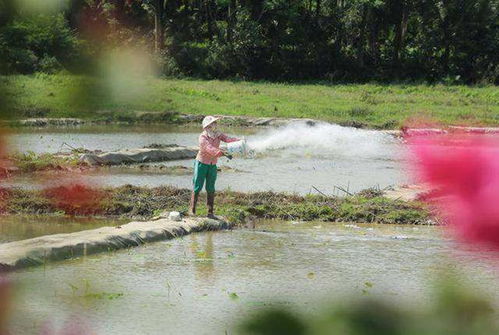 农民在田间劳作种植农作物