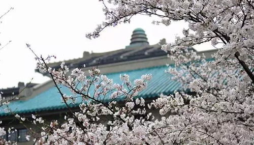 武大樱花下的女生背影